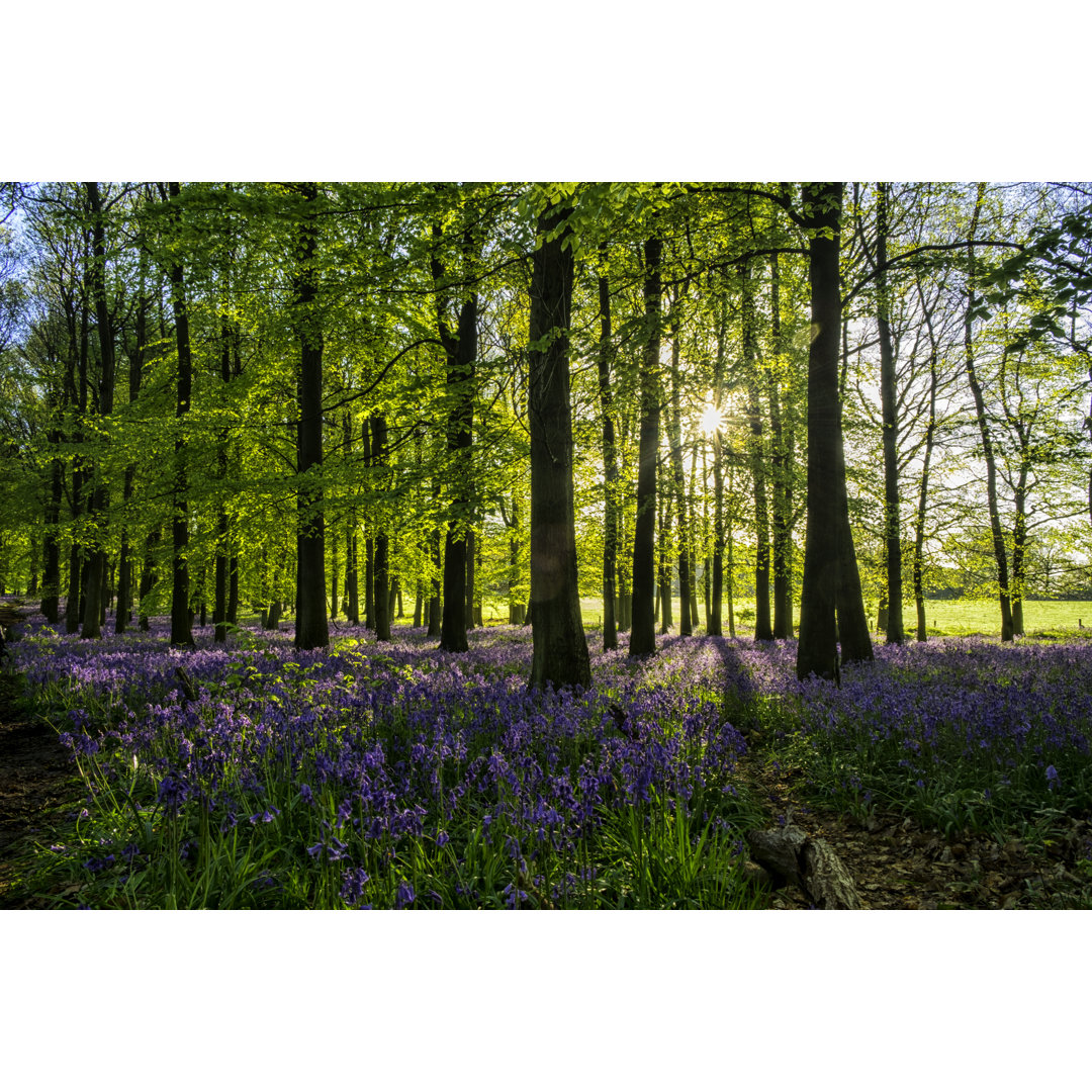 Sunbeams in English Beechwood von Simonbradfield - Leinwanddrucke