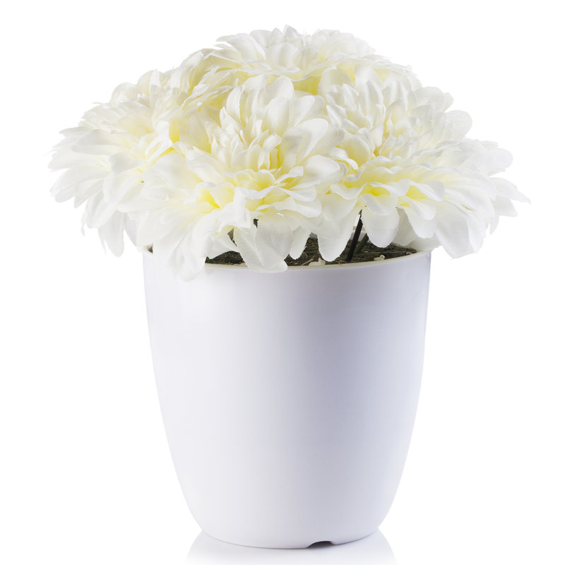 Arrangement floral dahlia en pot, Crème