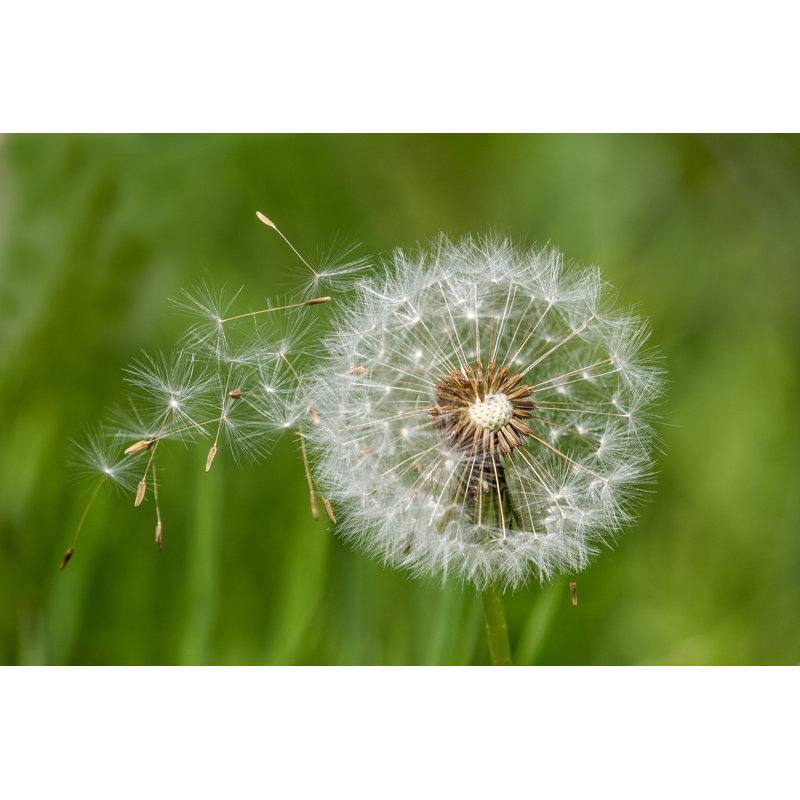Dandelion Seeds - Photographie sur toile tendue, H 8 po x l 12 po