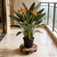 1 Tier Plant Stand Set of 2