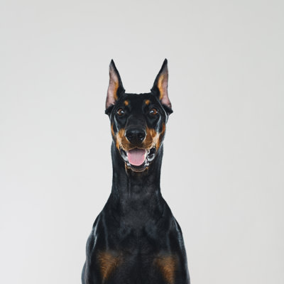 Portrait de chien Dobermann regardant la caméra par Sensorspot