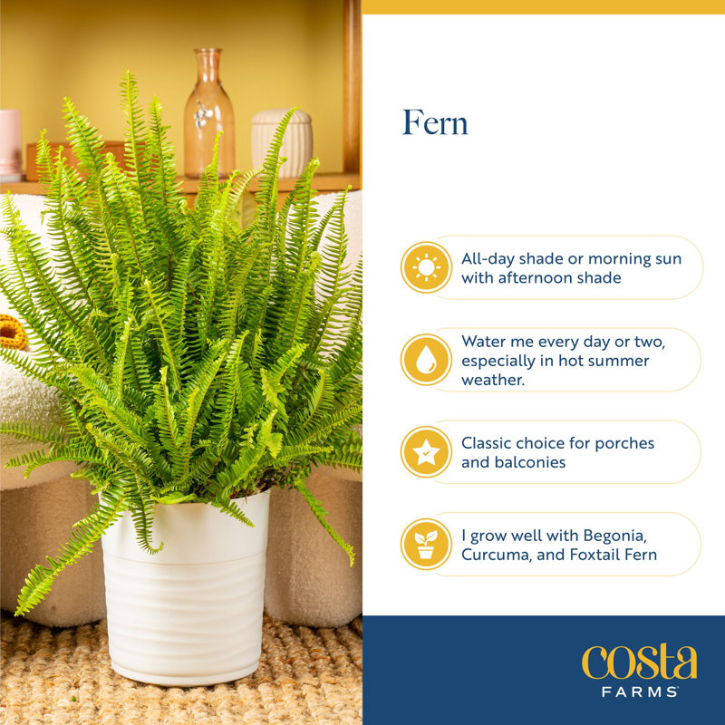 Fern Plant in Basket