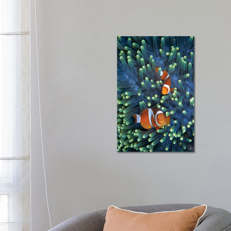 Clown Anemonefish Pair In Sea Anemone Tentacles, Celebes Sea by Hiroya Minakuchi - Wrapped Canvas Print