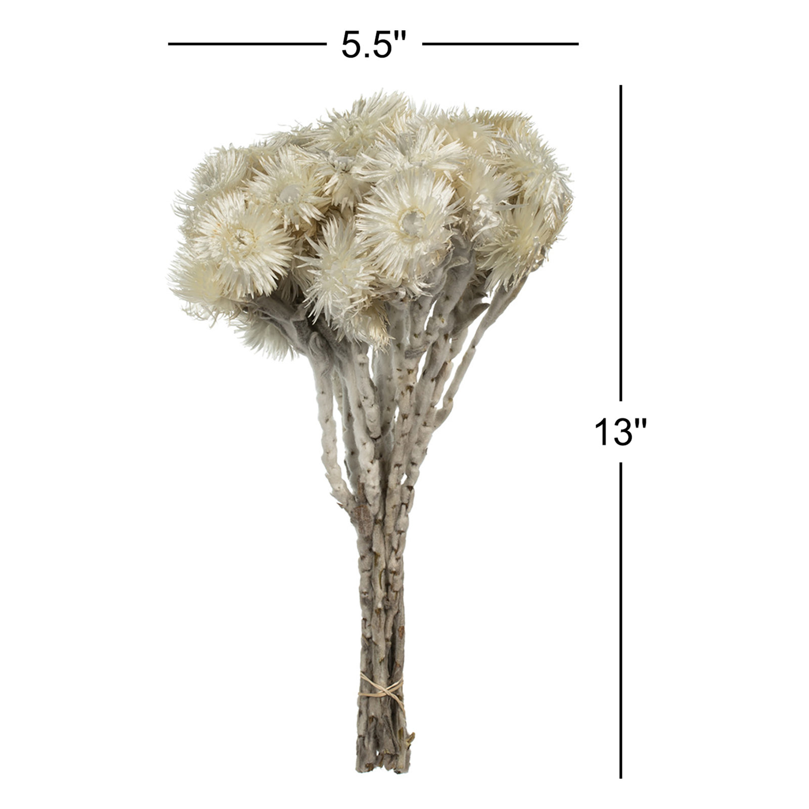 Dried Everlasting Floral Stems