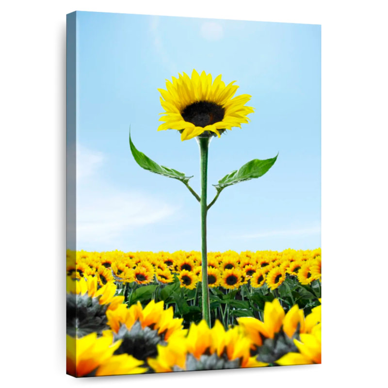 Tournesol Harnek au-dessus des tournesols, H 30 po x l 20 po