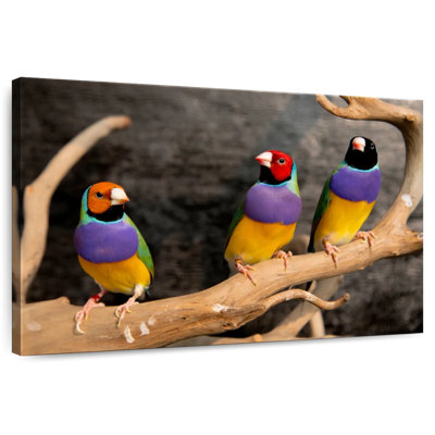 Rainbow Finches
