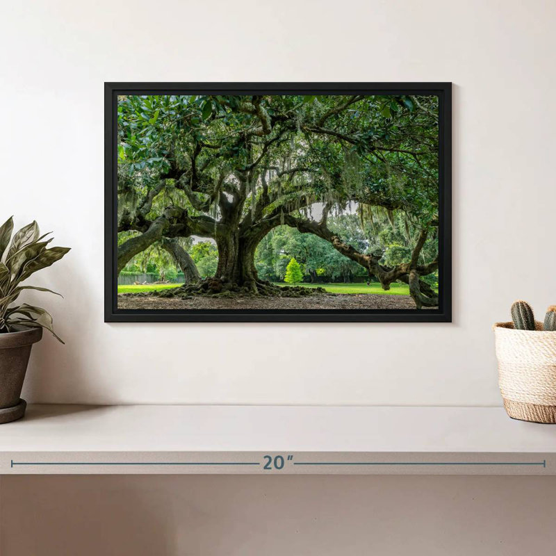 Chêne Audubon Park, 13 po x 9 po, Cadre flottant noir