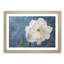 White Amaryllis Flower - Picture Frame Painting Print-56739237-56739238