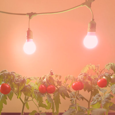 Miracle LED Tomato Grow Light Kit