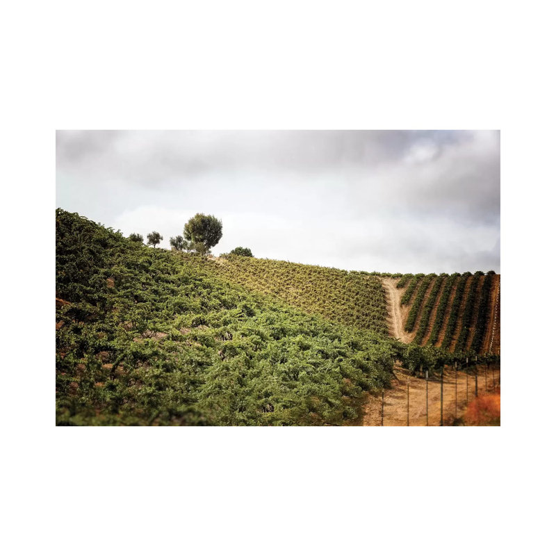 Paso Robles par Michelee Scott - Photographie sur toile tendue, H 12 po x l 18 po x 1,5 po