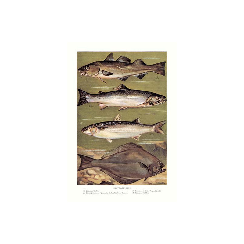 Publicité rétro eau salée fish