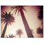Dreamy Palms 2 Print by Mat Sanders