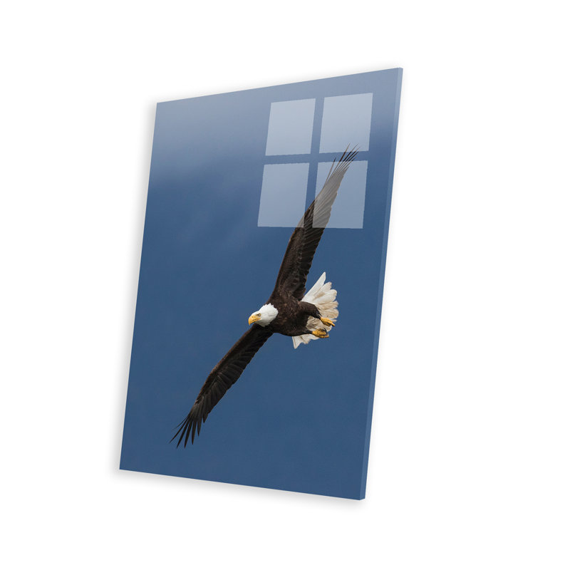 «Bald Eagle Flight I» par Ken Archer
