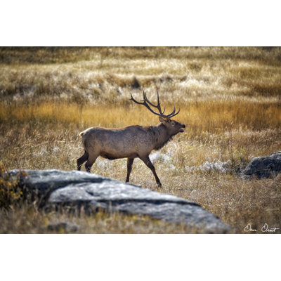 Elk Study II - Photograph