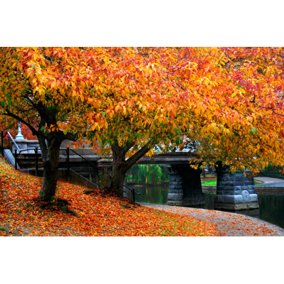 " Autumn Trees " by Coleong