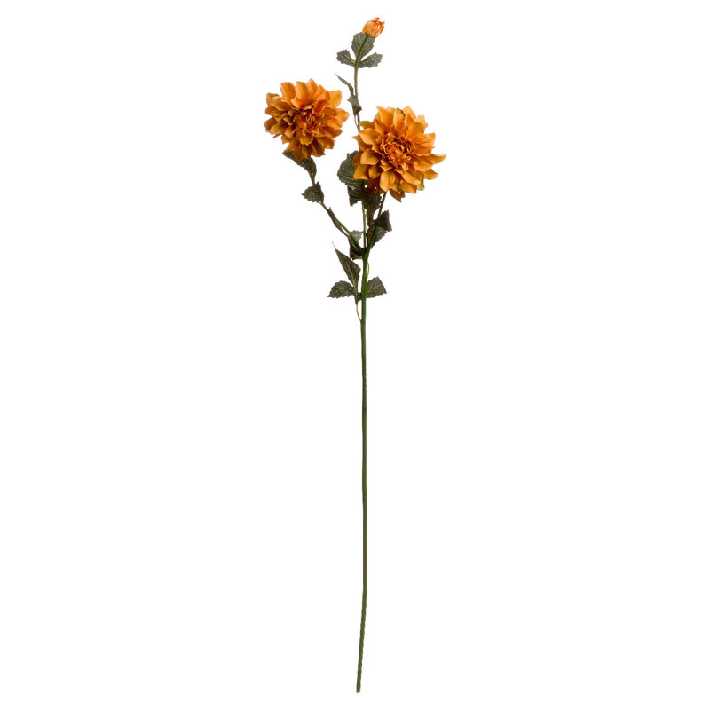 Anastasija Arrangement
