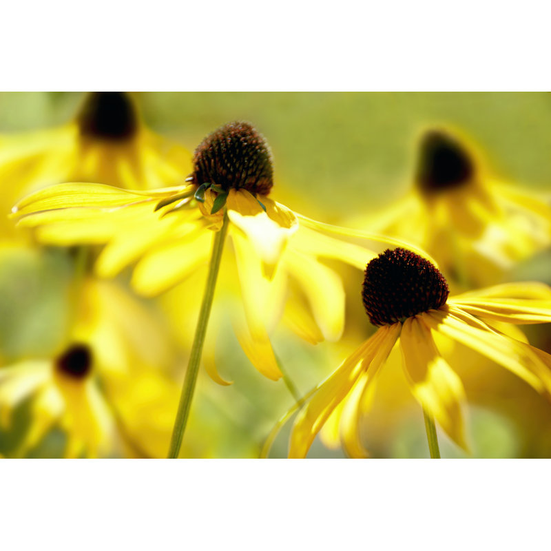 Susan Study II - Wrapped Canvas Print, 30cm H x 46cm W x 3.8cm D