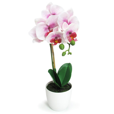 Orchid Arrangement in Pot
