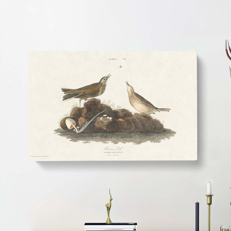 Brown Larks by John Audubon - Wrapped Canvas, 40cm H x 60cm W x 3cm D