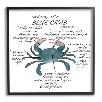 Crab Anatomy Facts