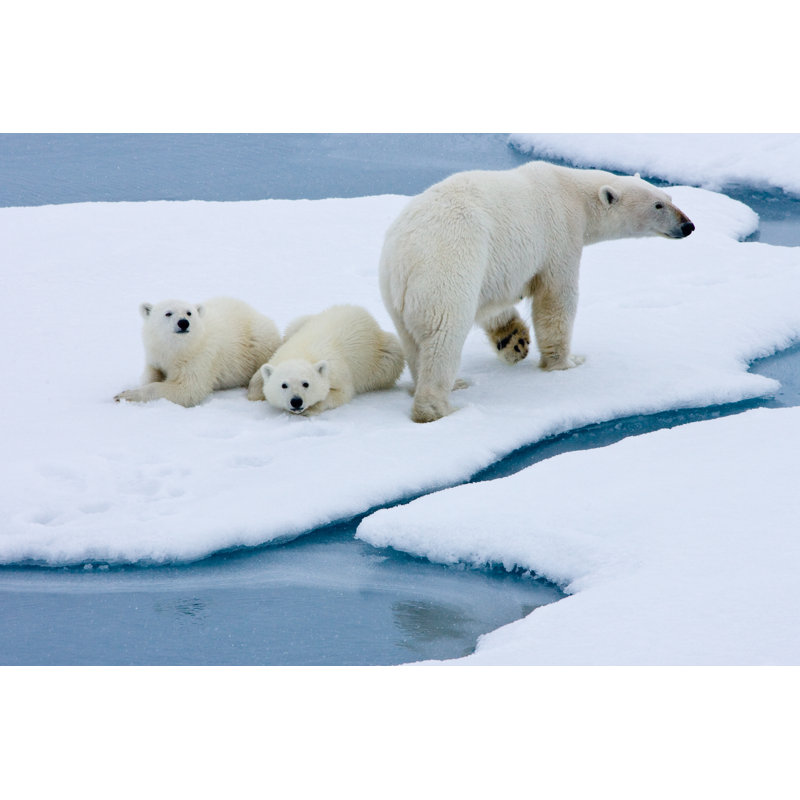 Polar bear, 61cm H x 91cm W