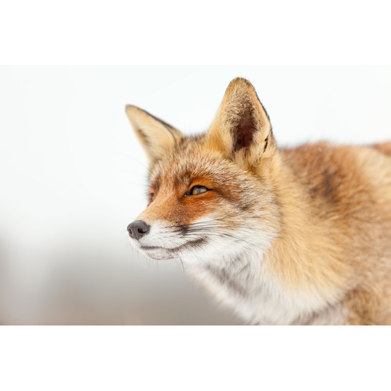 Renard dans l'environnement, H 20 po x l 30 po