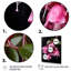 Rose fuchsia fleurs Ladys Eardrop - Fuschia Wall Art-2088286762-2088286761