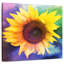Éclat de couleur tournesol-109221084