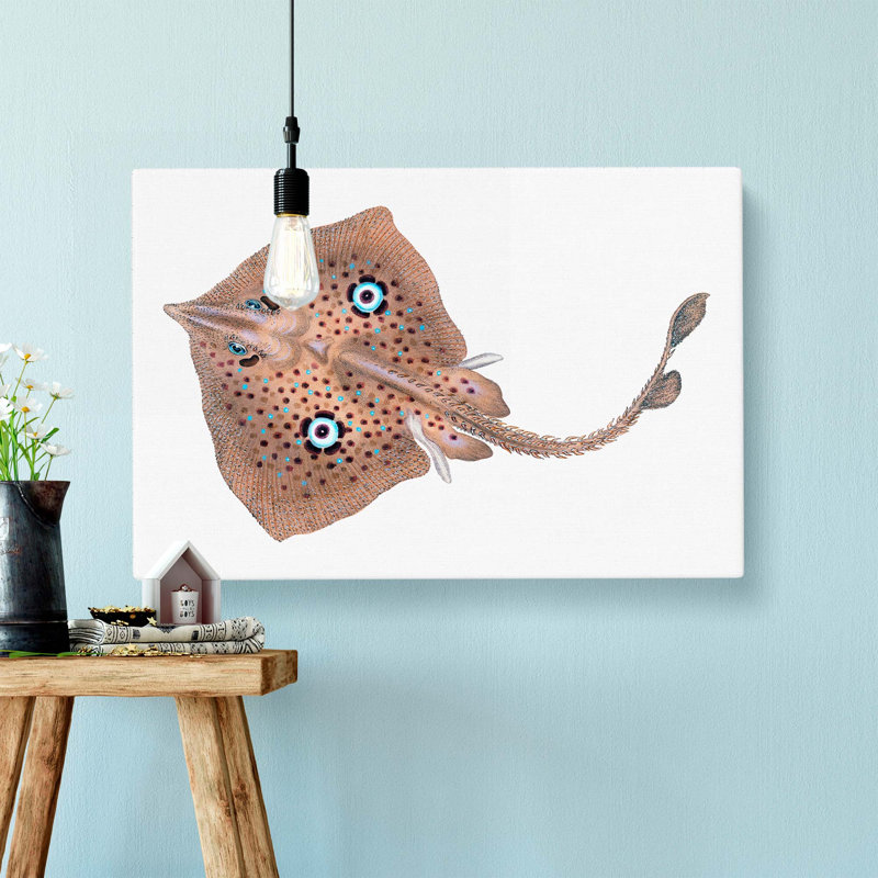 Brown Ray by Edward Donovan - Wrapped Canvas, 40cm H x 60cm W x 3cm D