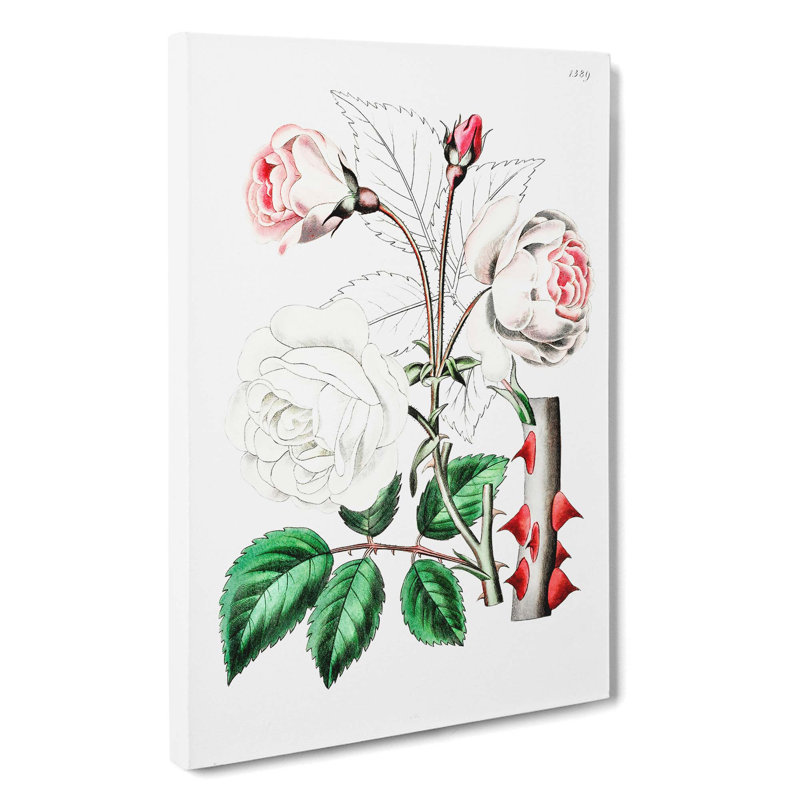 Pink Beach Rose - Wrapped Canvas, 50cm H x 35cm W x 3cm D