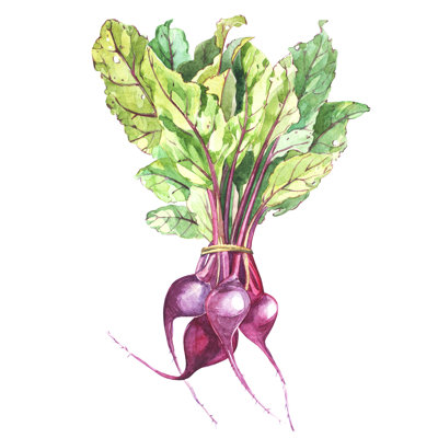 Beetroot With Leaves - Wrapped Canvas Painting