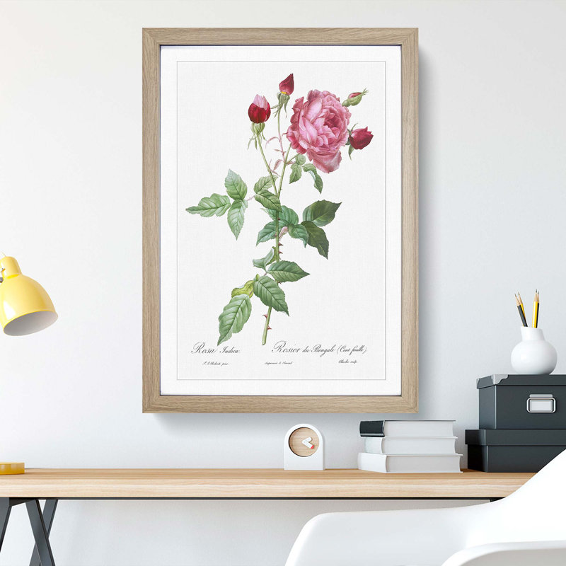 Provence Rose in Pink by Pierre-Joseph Redoute - Picture Frame Painting Print, 48cm H x 36cm W x 2cm D, Oak Framed