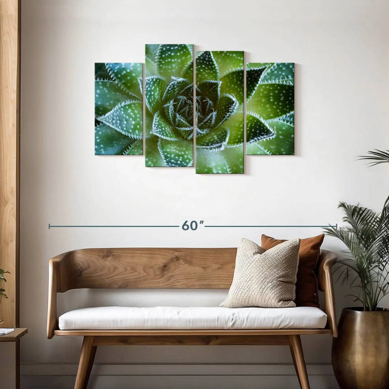 Plante grasse Haroek Lace Aloe, H 27 po x l 43 po