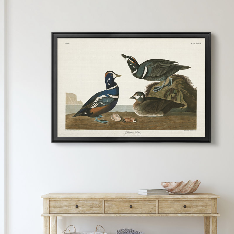 Harlequin Duck - reproduction d'art sur toile, Noir, H 18,5 po x l 24,5 po x P 1,5 po