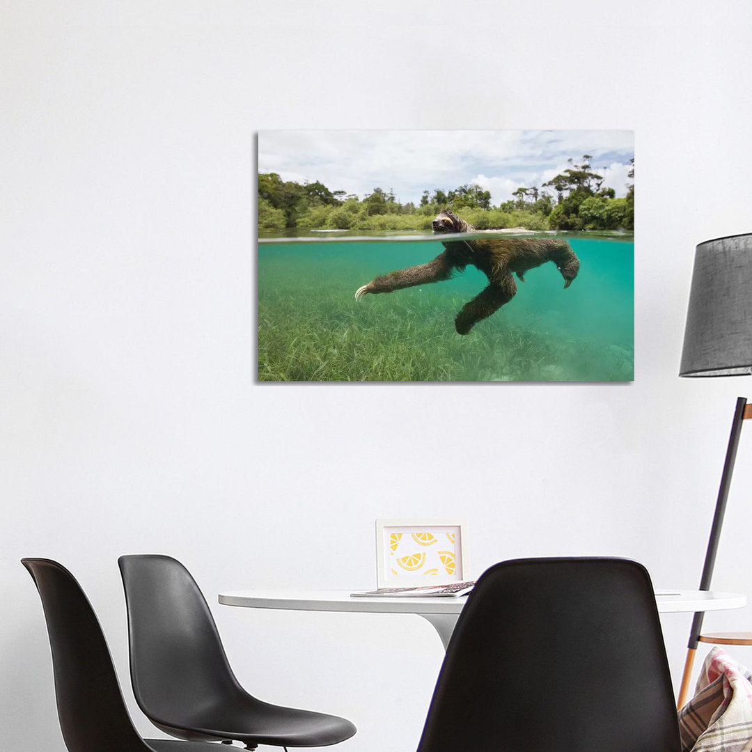 Pygmy Three-Toed Sloth Swimming In Mangrove Forest, Isla Escudo De Veraguas, Panama by Suzi Eszterhas - Wrapped Canvas Gallery-Wrapped Canvas Giclée