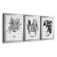 B&W d'intérieur plante IV - ensemble de 3 peintures sur toile encadrées-524709919-524709913