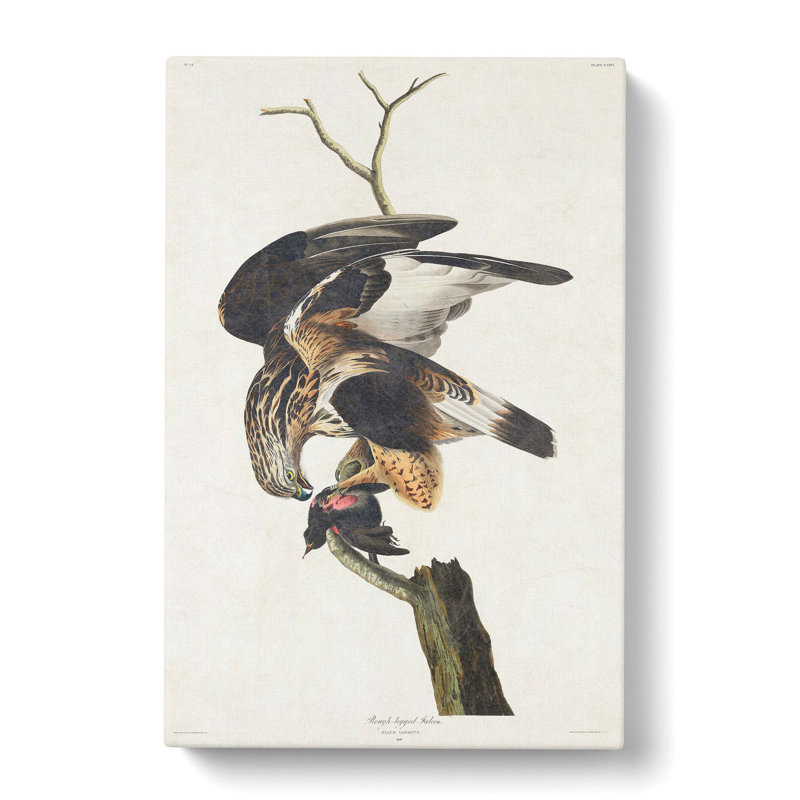 Rough-Legged Falcon by John Audubon - Wrapped Canvas, 50cm H x 35cm W x 3cm D