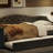 Upholstered Twin XL Size Daybed With LED Belt And Trundle, Gray