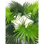 150cm Faux Palm Tree in Pot