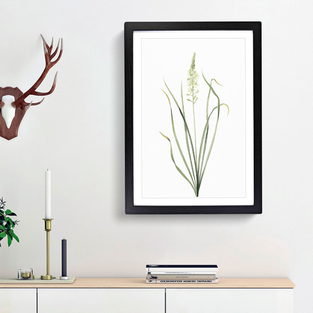 Wild Asparagus Flowers by Pierre-Joseph Redoute - Framed Print