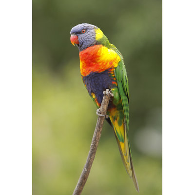 Rainbow Lorikeet 1 Piece Wrapped Canvas Wall Art
