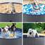 Piscine pliable pour chien et chats - facile à ranger et à utiliser-126524212