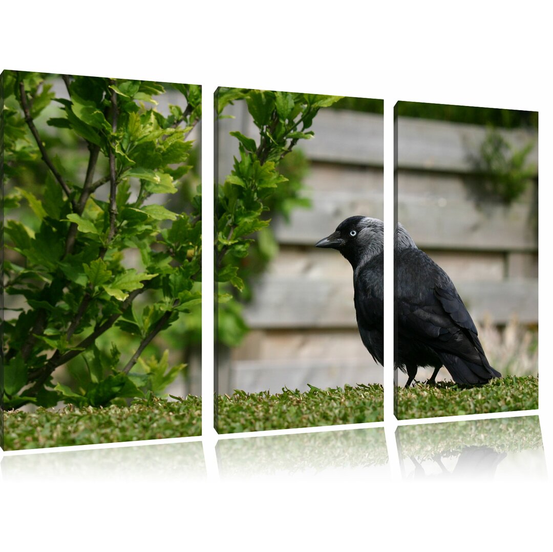 3-tlg. Leinwandbilder-Set „Schöner schwarzer Vogel auf Gartenwiese“, Fotodruck