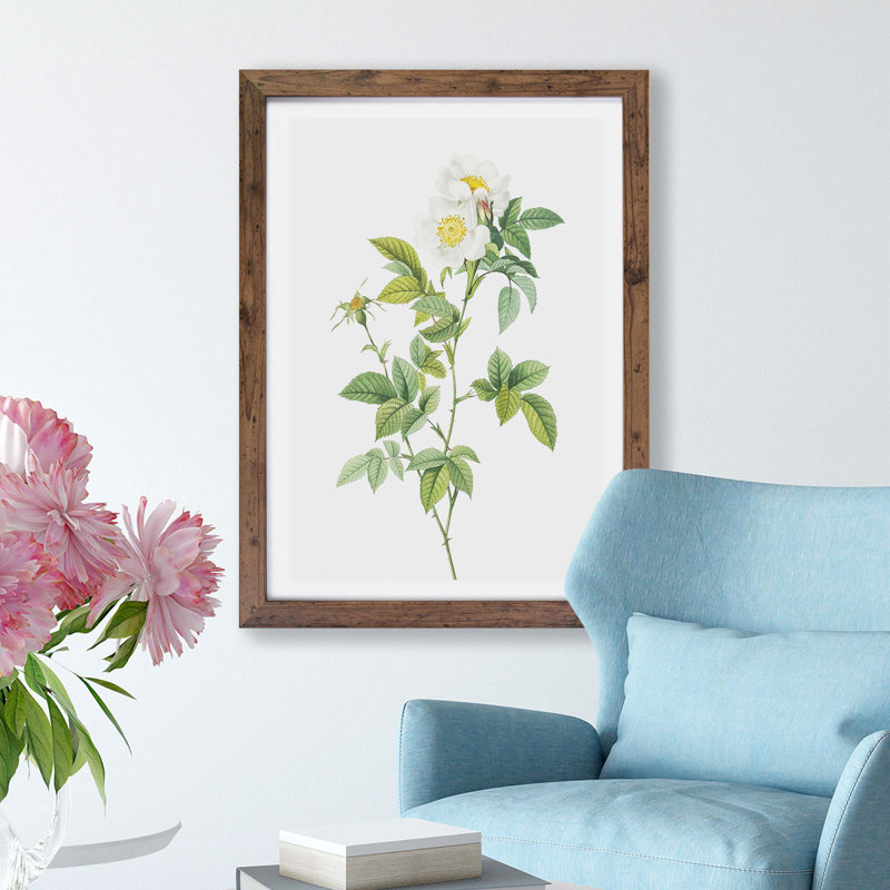 'Anjou Rose' by Pierre-Joseph Redoute - Picture Frame Painting Print on Paper, 33cm H x 45cm W x 2cm D, Walnut