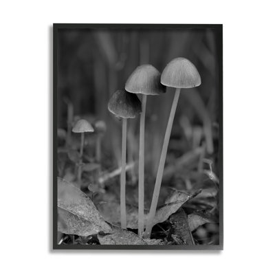 Bb-072-encadré, photographie de champignon par Lil 'Rue