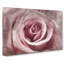 Pretty In Pink Rose Flower - Wrapped Canvas Print-56639555