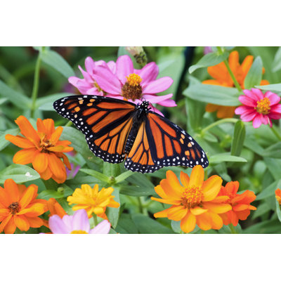 " Monarch Butterfly " by Jilllang
