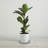 Premium LuxeStone Diatomite Stone Water-Absorbing Saucer-110476931