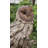 Animals Weather Resistant Water Resistant UV Resistant Polyresin Garden Statue