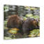 «Beaver Couple Beaver Troop Print», art mural-1952681294